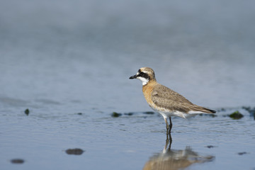 メダイチドリ(Lesser Sand Plover)