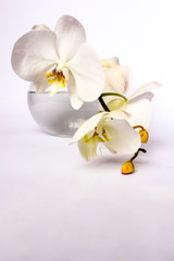 orchid. vase. flower. still life. isolated on white background.