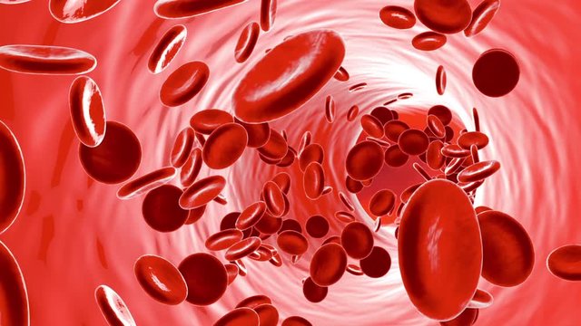 Flowing Erythrocyte Cells in a Vein or Artery.		
