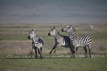 Fototapeta na wymiar Zebra Botswana Africa savannah wild animal picture