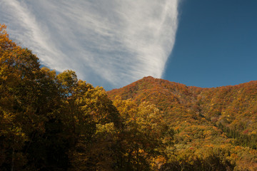 Fototapeta premium 紅葉