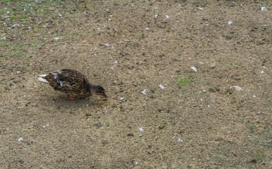 little duckling looking for food 2