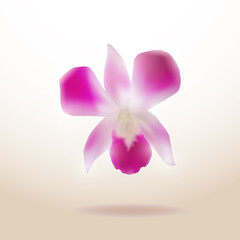 Beautiful Orchid isolated on white background. Vector