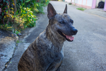 black and brown dog on the road