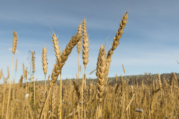wheat bright sunny autumn day