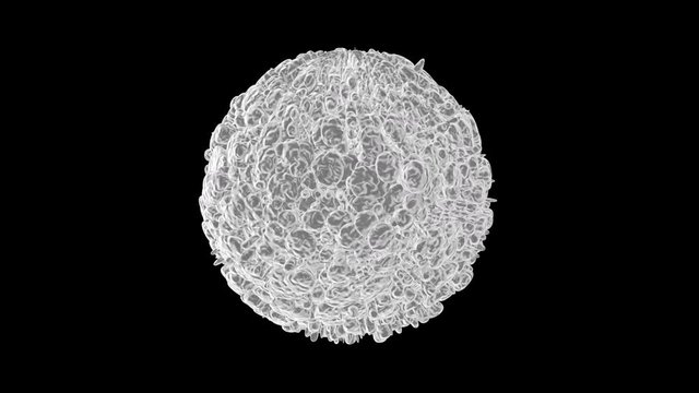 Animation of a spinning Leukocyte cell.
