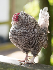 cockerel