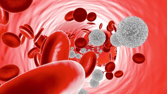 Animation of Leukocyte cells flowing in the bloodstream with Erythrocytes.
