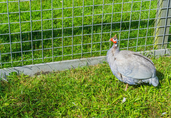 standing helmet guinea fowl in the grass near fence