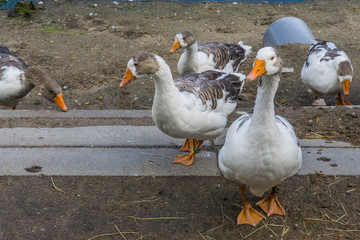 group of geese in close up