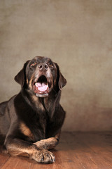 Labrador Rottweiler-Mischling