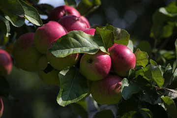 branch full of red apples in the organic orchard to harvest time