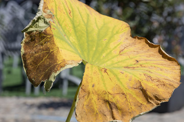 autumn waterlily  leaf