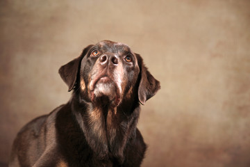 Labrador Rottweiler-Mischling