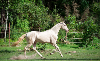 Fototapeta na wymiar running creamello purebred akhalteke stallion in paddock