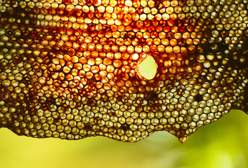 honeycomb on a green natural background summer.

