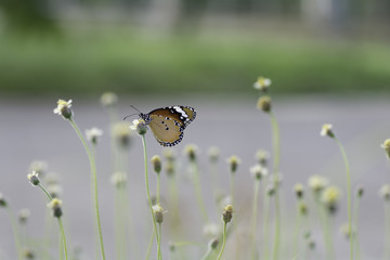 Butterfly sucking nectar from flowers .