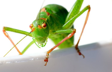 Heuschrecke grünes Heupferd