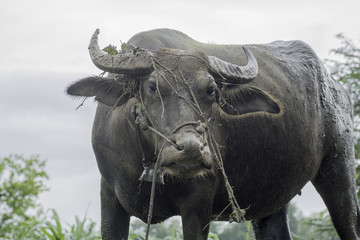 Obraz premium Buffalo standing and staring