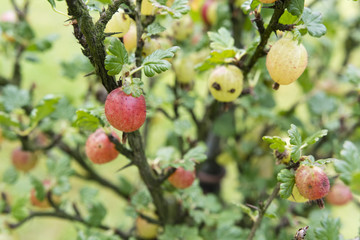 Pink gooseberry on a bush.
