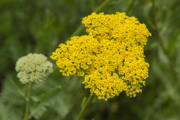 Tansy ornamental in the garden.