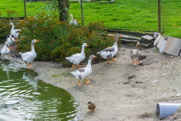 group of walking geese near a water pond
