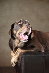 Fototapeta na wymiar Labrador Rottweiler-Mischling