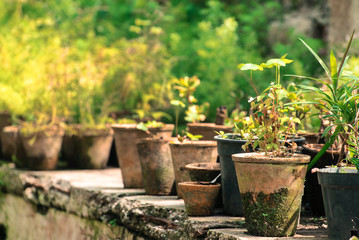 potted plants