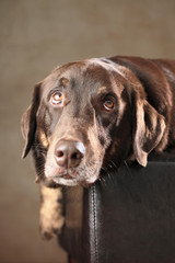 Labrador Rottweiler-Mischling