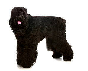 big black shaggy dog
