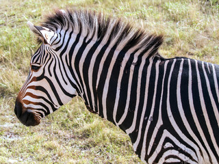 Closeup of Hartmann Mountain Zebra