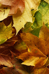 Naklejka na ściany i meble Autumn fallen leaves background texture