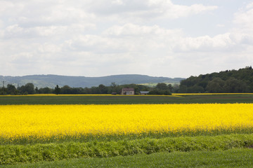 Meadow Flower and Sun light.