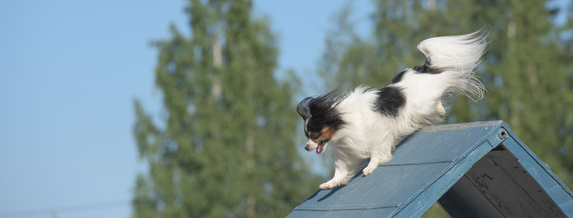 Papillon climbs over an a-frame. Sized to fit for cover image on popular social media site