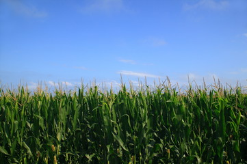 広大なトウモロコシ畑
