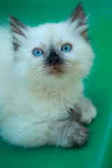 white fluffy kitten