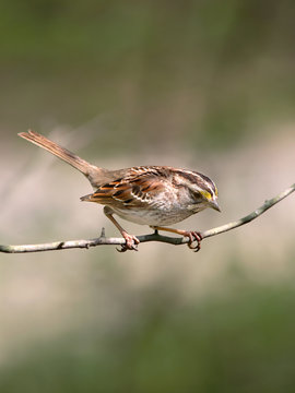 Savannah Sparrow