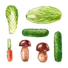 Watercolor vegetables set with cucumber cabbage mushroom