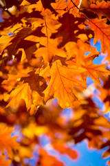 Naklejka na ściany i meble Autumn maple leaves on background