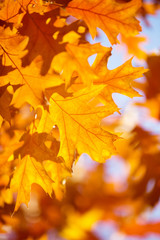 Obraz na płótnie Canvas Yellow maple leaves on a twig in autumn