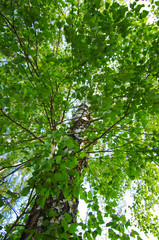 Beautiful trees in the park