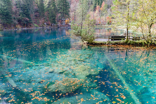 Red leaves at Blausee/ Blue Lake nature park, Kandersteg, Switze
