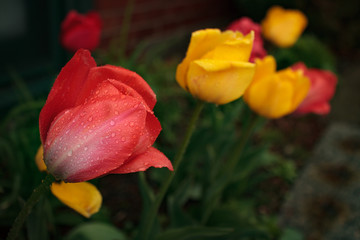 Tulips in the Rain.  Fresh rain on spring tulips.