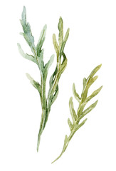 Naklejka premium Watercolor arugula herbs