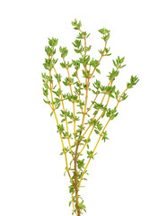 thyme on white