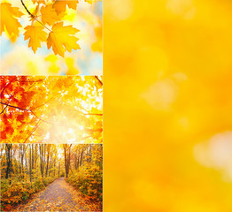 Collage - autumn landscape.