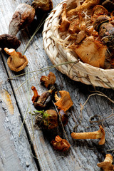 Arrangement of Dried Mushrooms