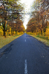 Fototapeta na wymiar Autumn forest and road