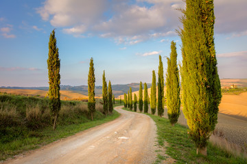 Fototapeta na wymiar Cypresses Trees and ground road, morning sky - Tuscany