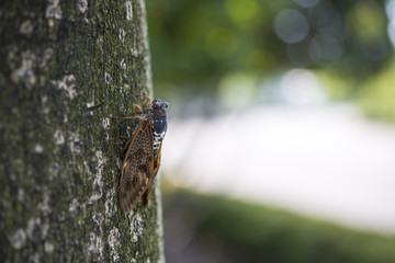 木に止まる蝉